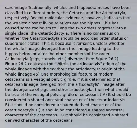 card image Traditionally, whales and hippopotamuses have been classified in different orders, the Cetacea and the Artiodactyla, respectively. Recent molecular evidence, however, indicates that the whales' closest living relatives are the hippos. This has caused some zoologists to lump the two orders together into a single clade, the Cetartiodactyla. There is no consensus on whether the Cetartiodactyla should be accorded order status or superorder status. This is because it remains unclear whether the whale lineage diverged from the lineage leading to the hippos before or after the other members of the order Artiodactyla (pigs, camels, etc.) diverged (see Figure 26.2). Figure 26.2 contrasts the "Within the artiodactyls" origin of the whale lineage with the "Without the artiodactyls" origin of the whale lineage 45) One morphological feature of modern cetaceans is a vestigial pelvic girdle. If it is determined that cetacean lineage diverged from the artiodactyls' lineage after the divergence of pigs and other artiodactyla, then what should be true of the vestigial pelvic girdle of cetaceans? A) It should be considered a shared ancestral character of the cetartiodactyls. B) It should be considered a shared derived character of the cetartiodactyls. C) It should be considered a shared ancestral character of the cetaceans. D) It should be considered a shared derived character of the cetaceans