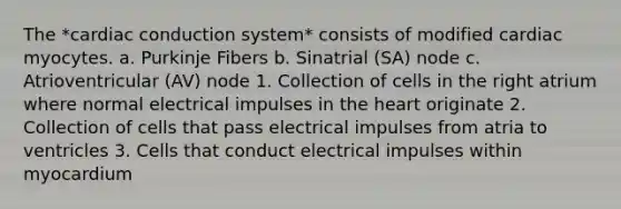 The *cardiac conduction system* consists of modified cardiac myocytes. a. Purkinje Fibers b. Sinatrial (SA) node c. Atrioventricular (AV) node 1. Collection of cells in the right atrium where normal electrical impulses in the heart originate 2. Collection of cells that pass electrical impulses from atria to ventricles 3. Cells that conduct electrical impulses within myocardium