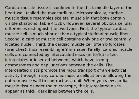 Cardiac muscle tissue is confined to the thick middle layer of the heart wall (called the myocardium). Microscopically, cardiac muscle tissue resembles skeletal muscle in that both contain visible striations (table 4.12b). However, several obvious cellular differences distinguish the two types. First, the typical cardiac muscle cell is much shorter than a typical skeletal muscle fiber. Second, a cardiac muscle cell contains only one or two centrally located nuclei. Third, the cardiac muscle cell often bifurcates (branches), thus resembling a Y in shape. Finally, cardiac muscle cells are connected by intercalated discs (in-ter′kă-lā-tĕd; intercalates = inserted between), which have strong desmosomes and gap junctions between the cells. The intercalated discs promote the rapid transport of an electrical activity through many cardiac muscle cells at once, allowing the entire muscle wall to contract as a unit. When you view cardiac muscle tissue under the microscope, the intercalated discs appear as thick, dark lines between the cells.