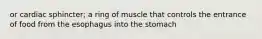 or cardiac sphincter; a ring of muscle that controls the entrance of food from the esophagus into the stomach