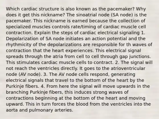 Which cardiac structure is also known as the pacemaker? Why does it get this nickname? The sinoatrial node (SA node) is the pacemaker. This nickname is earned because the collection of specialized muscles controls rate/timing of cardiac muscle cell contraction. Explain the steps of cardiac electrical signaling 1. Depolarization of SA node initiates an action potential and the rhythmicity of the depolarizations are responsible for th waves of contraction that the heart experiences. This electrical signal spreads through the atria from cell to cell through gap junctions. This stimulates cardiac muscle cells to contract. 2. The signal will not reach the ventricles directly. It goes to the atrioventricular node (AV node). 3. The AV node cells respond, generating electrical signals that travel to the bottom of the heart by the Purkinje fibers. 4. From here the signal will move upwards in the branching Purkinje fibers, this induces strong waves of contractions beginning at the bottom of the heart and moving upward. This in turn forces the blood from the ventricles into the aorta and pulmonary arteries.