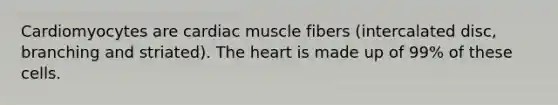 Cardiomyocytes are cardiac muscle fibers (intercalated disc, branching and striated). The heart is made up of 99% of these cells.