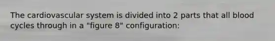 The cardiovascular system is divided into 2 parts that all blood cycles through in a "figure 8" configuration: