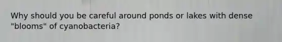 Why should you be careful around ponds or lakes with dense "blooms" of cyanobacteria?