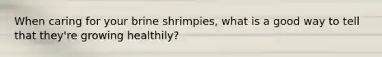 When caring for your brine shrimpies, what is a good way to tell that they're growing healthily?