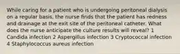 While caring for a patient who is undergoing peritoneal dialysis on a regular basis, the nurse finds that the patient has redness and drainage at the exit site of the peritoneal catheter. What does the nurse anticipate the culture results will reveal? 1 Candida infection 2 Aspergillus infection 3 Cryptococcal infection 4 Staphylococcus aureus infection