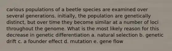 carious populations of a beetle species are examined over several generations. initially, the population are genetically distinct, but over time they become similar at a number of loci throughout the genome. What is the most likely reason for this decrease in genetic differentiation a. natural selection b. genetic drift c. a founder effect d. mutation e. gene flow