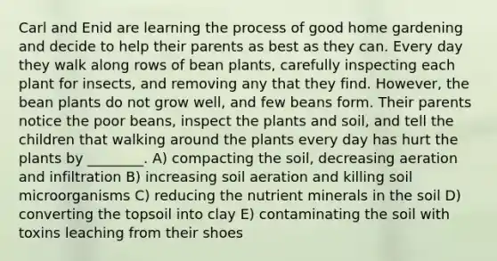 Carl and Enid are learning the process of good home gardening and decide to help their parents as best as they can. Every day they walk along rows of bean plants, carefully inspecting each plant for insects, and removing any that they find. However, the bean plants do not grow well, and few beans form. Their parents notice the poor beans, inspect the plants and soil, and tell the children that walking around the plants every day has hurt the plants by ________. A) compacting the soil, decreasing aeration and infiltration B) increasing soil aeration and killing soil microorganisms C) reducing the nutrient minerals in the soil D) converting the topsoil into clay E) contaminating the soil with toxins leaching from their shoes