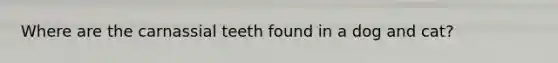 Where are the carnassial teeth found in a dog and cat?