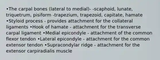 •The carpal bones (lateral to medial)- -scaphoid, lunate, triquetrum, pisiform -trapezium, trapezoid, capitate, hamate •Styloid process - provides attachment for the collateral ligaments •Hook of hamate - attachment for the transverse carpal ligament •Medial epicondyle - attachment of the common flexor tendon •Lateral epicondyle - attachment for the common extensor tendon •Supracondylar ridge - attachment for the extensor carpiradialis muscle