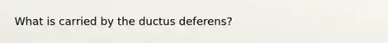 What is carried by the ductus deferens?