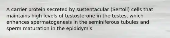 A carrier protein secreted by sustentacular (Sertoli) cells that maintains high levels of testosterone in the testes, which enhances spermatogenesis in the seminiferous tubules and sperm maturation in the epididymis.