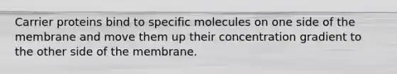 Carrier proteins bind to specific molecules on one side of the membrane and move them up their concentration gradient to the other side of the membrane.