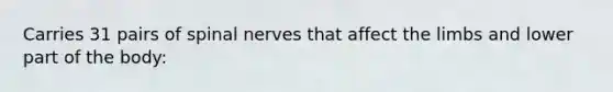 Carries 31 pairs of spinal nerves that affect the limbs and lower part of the body: