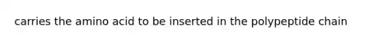 carries the amino acid to be inserted in the polypeptide chain