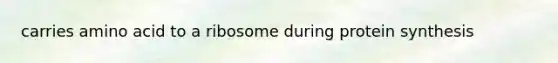 carries amino acid to a ribosome during <a href='https://www.questionai.com/knowledge/kVyphSdCnD-protein-synthesis' class='anchor-knowledge'>protein synthesis</a>