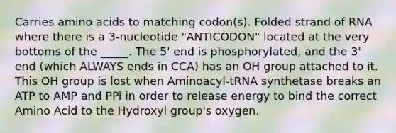 Carries amino acids to matching codon(s). Folded strand of RNA where there is a 3-nucleotide "ANTICODON" located at the very bottoms of the _____. The 5' end is phosphorylated, and the 3' end (which ALWAYS ends in CCA) has an OH group attached to it. This OH group is lost when Aminoacyl-tRNA synthetase breaks an ATP to AMP and PPi in order to release energy to bind the correct Amino Acid to the Hydroxyl group's oxygen.