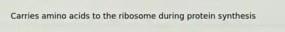 Carries amino acids to the ribosome during protein synthesis