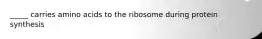 _____ carries amino acids to the ribosome during protein synthesis