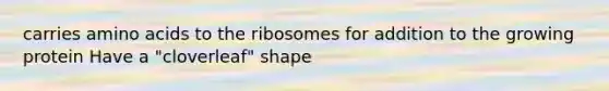 carries amino acids to the ribosomes for addition to the growing protein Have a "cloverleaf" shape