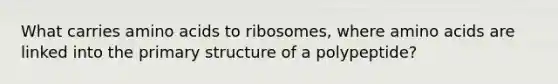 What carries amino acids to ribosomes, where amino acids are linked into the primary structure of a polypeptide?