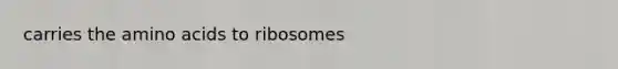 carries the amino acids to ribosomes