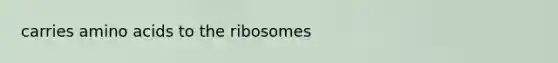 carries amino acids to the ribosomes