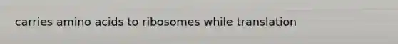 carries amino acids to ribosomes while translation