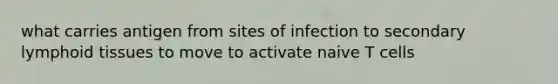 what carries antigen from sites of infection to secondary lymphoid tissues to move to activate naive T cells