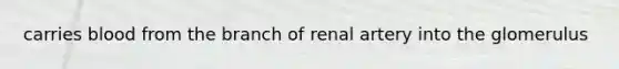 carries blood from the branch of renal artery into the glomerulus