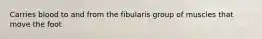 Carries blood to and from the fibularis group of muscles that move the foot