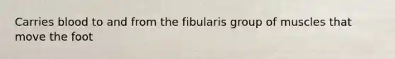 Carries blood to and from the fibularis group of muscles that move the foot