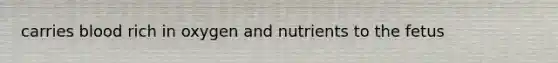 carries blood rich in oxygen and nutrients to the fetus