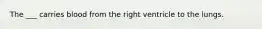 The ___ carries blood from the right ventricle to the lungs.