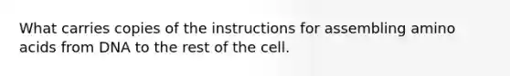 What carries copies of the instructions for assembling amino acids from DNA to the rest of the cell.