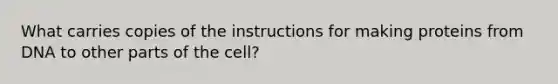 What carries copies of the instructions for making proteins from DNA to other parts of the cell?