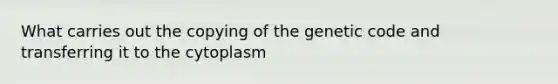 What carries out the copying of the genetic code and transferring it to the cytoplasm