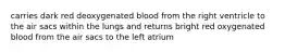 carries dark red deoxygenated blood from the right ventricle to the air sacs within the lungs and returns bright red oxygenated blood from the air sacs to the left atrium