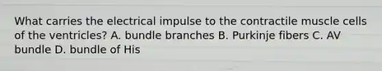 What carries the electrical impulse to the contractile muscle cells of the​ ventricles? A. bundle branches B. Purkinje fibers C. AV bundle D. bundle of His