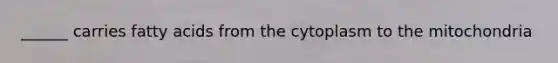 ______ carries fatty acids from the cytoplasm to the mitochondria