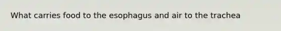 What carries food to the esophagus and air to the trachea