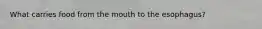 What carries food from the mouth to the esophagus?
