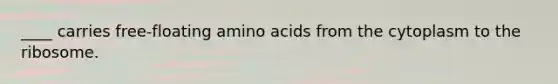 ____ carries free-floating amino acids from the cytoplasm to the ribosome.