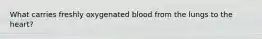 What carries freshly oxygenated blood from the lungs to the heart?