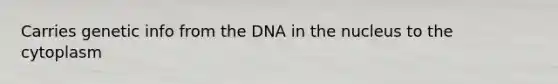 Carries genetic info from the DNA in the nucleus to the cytoplasm