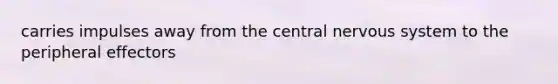 carries impulses away from the central nervous system to the peripheral effectors