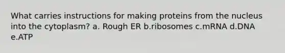 What carries instructions for making proteins from the nucleus into the cytoplasm? a. Rough ER b.ribosomes c.mRNA d.DNA e.ATP