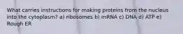 What carries instructions for making proteins from the nucleus into the cytoplasm? a) ribosomes b) mRNA c) DNA d) ATP e) Rough ER