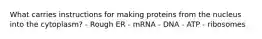 What carries instructions for making proteins from the nucleus into the cytoplasm? - Rough ER - mRNA - DNA - ATP - ribosomes