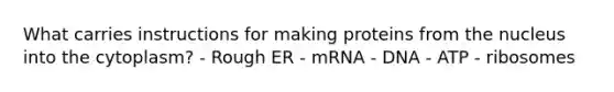 What carries instructions for making proteins from the nucleus into the cytoplasm? - Rough ER - mRNA - DNA - ATP - ribosomes